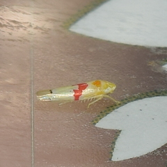 Dikrella cockerellii