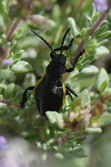 Arima marginata