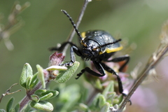 Arima marginata