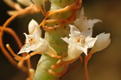 Cuscuta pacifica pacifica