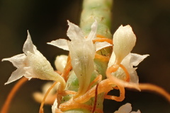 Cuscuta pacifica pacifica