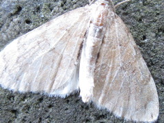 Heterothera postalbida