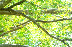 Polioptila albiloris