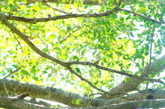 Polioptila albiloris