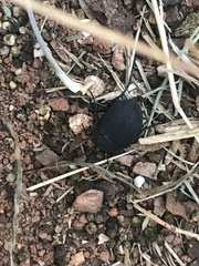 Eusattus reticulatus