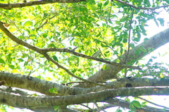 Polioptila albiloris