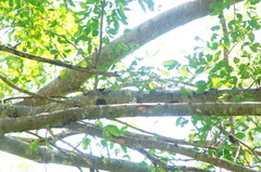 Polioptila albiloris