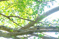 Polioptila albiloris