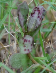 Angiospermae