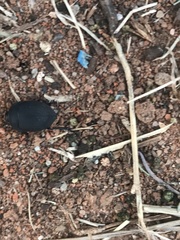 Eusattus reticulatus