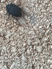 Eusattus reticulatus