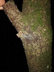 Peribatodes ilicaria