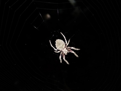 Parawixia audax