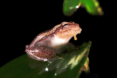 Dendropsophus elegans