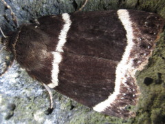 Amphipyra tripartita