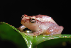 Dendropsophus elegans