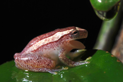 Dendropsophus elegans