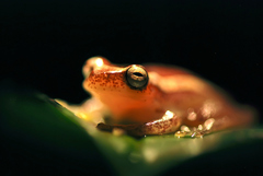 Dendropsophus elegans