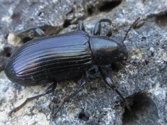 Derosphaerus subviolaceus