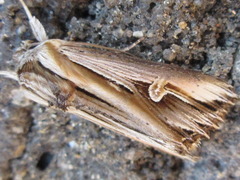 Actinotia intermediata