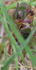 Angiospermae