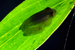 Dendropsophus elegans