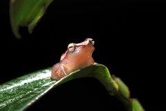 Dendropsophus elegans