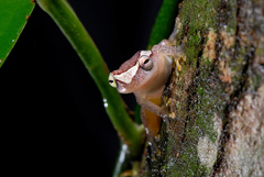 Dendropsophus elegans