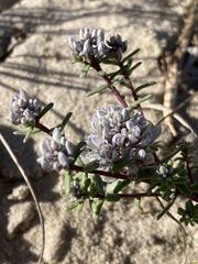 Polygala cyparissias