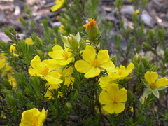 Hibbertia calycina