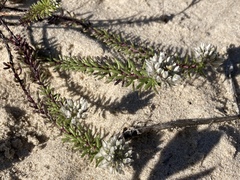 Polygala cyparissias