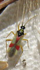 Tupiocoris californicus