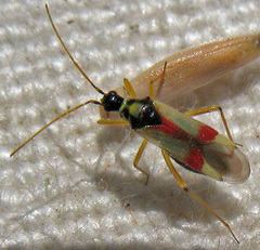 Tupiocoris californicus