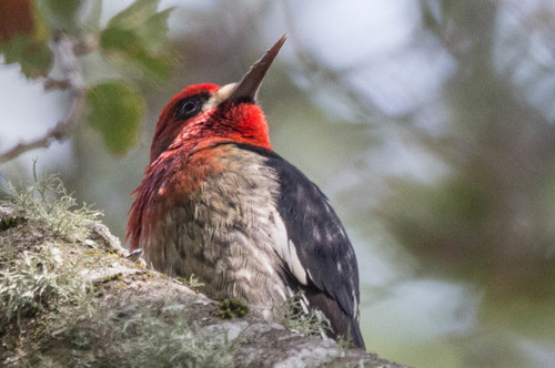 Red-breasted Sapsucker