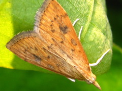 Udea ferrugalis