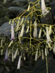 Palicourea lineariflora