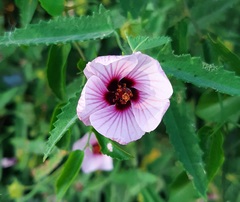 Pavonia hastata