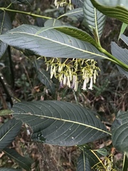 Palicourea lineariflora