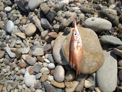 Macroramphosus scolopax