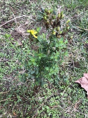 Hypericum perforatum