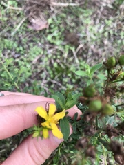 Hypericum perforatum