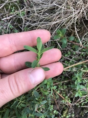Hypericum perforatum