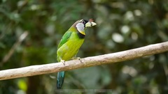 Psilopogon pyrolophus