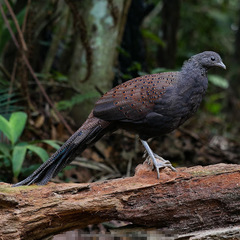 Polyplectron inopinatum