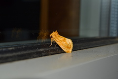 Cirrhophanus triangulifer