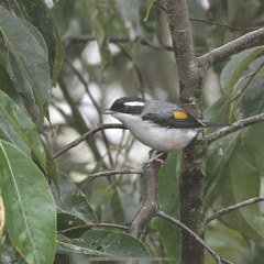 Pteruthius aeralatus