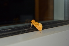 Cirrhophanus triangulifer