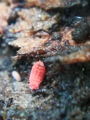Bilobella braunerae