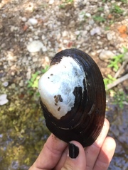 Pyganodon grandis