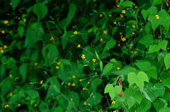 Hymenostephium tenue